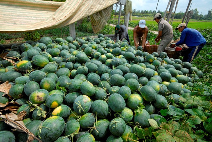 Ưu tiên cao nhất cho lưu thông tiêu thụ nông sản và các sản phẩm nông nghiệp - Ảnh 1. Ưu tiên cao nhất cho lưu thông tiêu thụ nông sản và các sản phẩm nông nghiệp - Ảnh 1.
