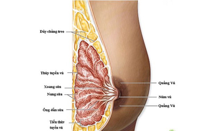 Giúp mẹ thoát khỏi nỗi khổ tắc tia sữa - Ảnh 2.