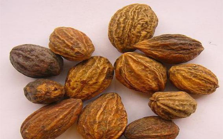 Kha tử - Vị thuốc chữa ho, viêm họng