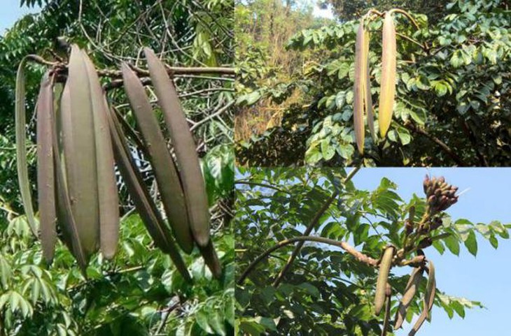 photo-1632712561753