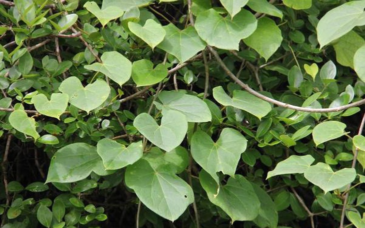 Dây đau xương – cây thuốc quý cho bệnh xương khớp