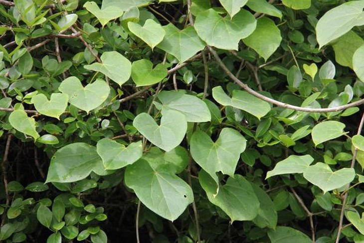photo-1632813668996