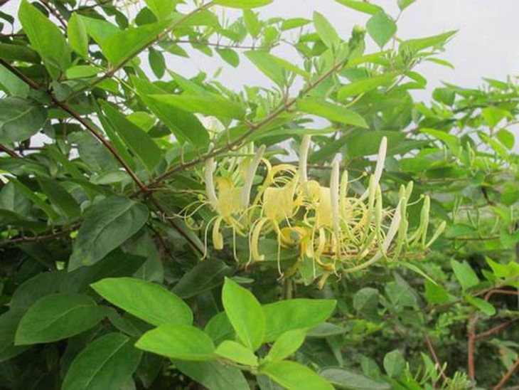 Phương thuốc dưỡng âm, ôn phế mùa thu - Ảnh 2. Phương thuốc dưỡng âm, ôn phế mùa thu - Ảnh 2.