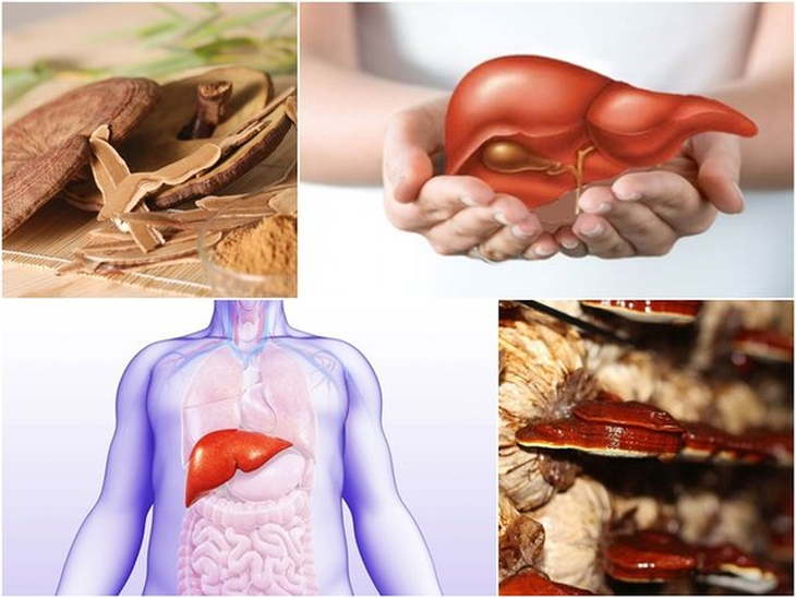 Giải pháp tự nhiên hỗ trợ bảo vệ gan khi dùng thuốc dài ngày - Ảnh 2. Giải pháp tự nhiên hỗ trợ bảo vệ gan khi dùng thuốc dài ngày - Ảnh 2.
