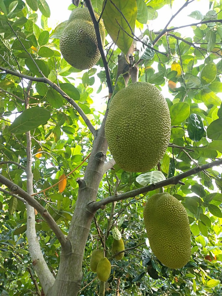 Người trồng mít Thái 'khóc ròng' vì chỉ đủ tiền phân bón, giảm giá vì ngừng xuất khẩu