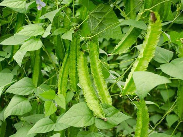 Hạt đậu khế chữa bệnh dạ dày - Ảnh 1.