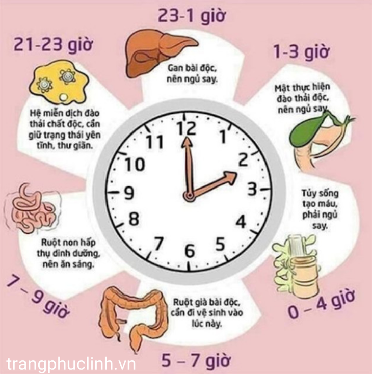 Cải thiện bệnh đại tràng co thắt nhờ thảo dược quý - Ảnh 1.