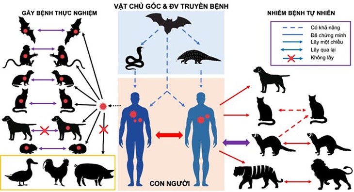 Nguy cơ động vật nhiễm SARS-CoV-2 trong tự nhiên và thực nghiệm - Ảnh 3. Mối liên hệ và khả năng truyền lây của SARS-CoV-2 giữa người và động vật