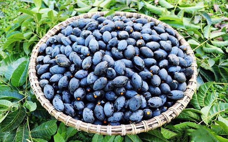 Dược thiện hỗ trợ F0 mùa dịch - Ảnh 2.