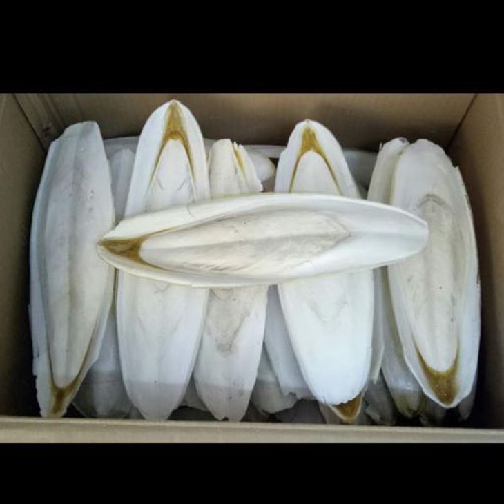 Cá mực chữa đại tiện ra máu - Ảnh 2.