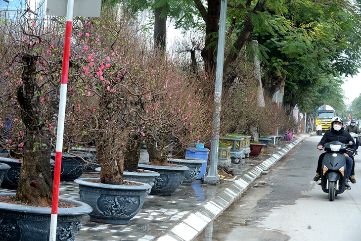Không khí Tết nhộn nhịp tại khu chợ hoa xuân sớm nhất của Thủ đô - Ảnh 1. Không khí Tết nhộn nhịp tại khu chợ hoa xuân sớm nhất của Thủ đô - Ảnh 1.