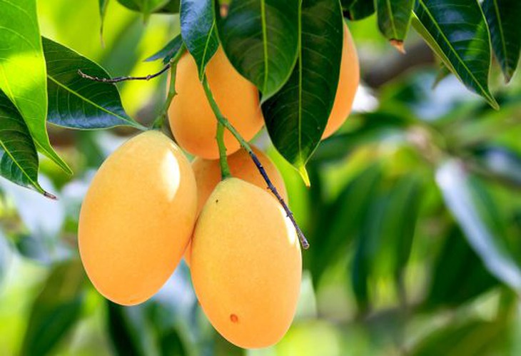 Lợi ích sức khỏe của xoài trong mâm ngũ quả ngày Tết - Ảnh 2. Lợi ích sức khỏe của xoài trong mâm ngũ quả ngày Tết - Ảnh 2.