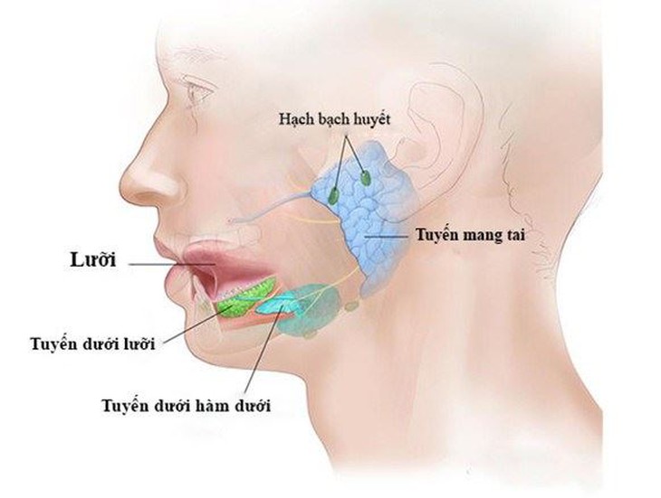 Ung thư tuyến nước bọt: Dấu hiệu nhận biết và các phương pháp điều trị - Ảnh 3.