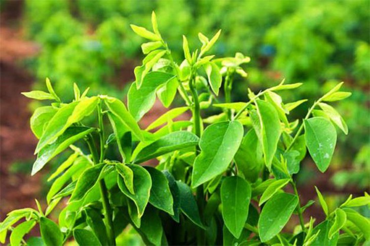 Rau ngót – món ăn ngon, vị thuốc quý - Ảnh 1.