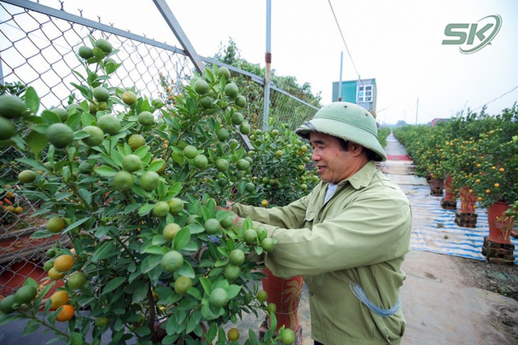 Làng quất Tứ Liên nhộn nhịp những ngày giáp Tết - Ảnh 3.