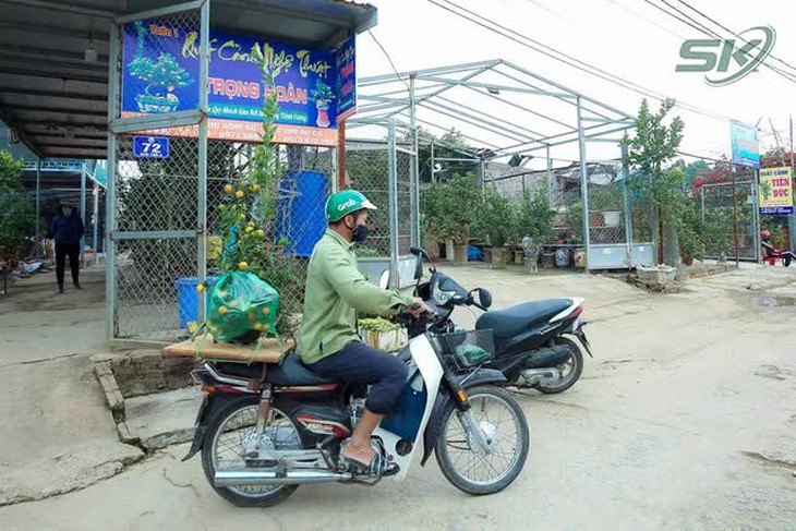 Làng quất Tứ Liên nhộn nhịp những ngày giáp Tết - Ảnh 12.