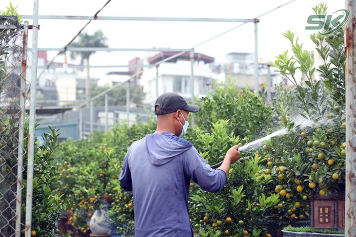 Làng quất Tứ Liên nhộn nhịp những ngày giáp Tết - Ảnh 4.