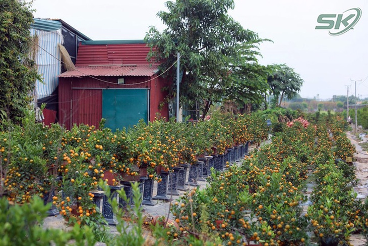 Làng quất Tứ Liên nhộn nhịp những ngày giáp Tết - Ảnh 1.