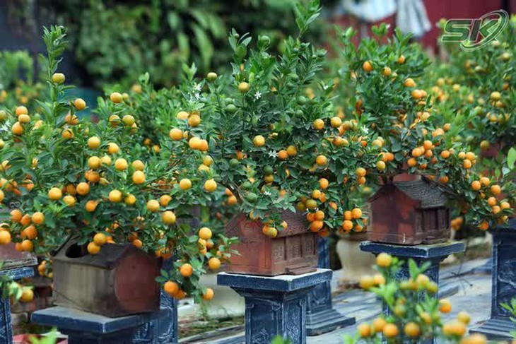 Làng quất Tứ Liên nhộn nhịp những ngày giáp Tết - Ảnh 5.