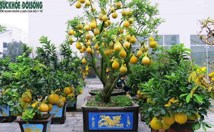 Cây cảnh độc lạ giá hàng chục triều đồng phục vụ Tết - Ảnh 5.