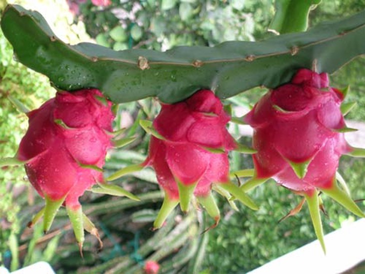 Lợi ích bất ngờ của quả thanh long, loại trái cây đang được “giải cứu” giá rẻ như cho ngoài chợ - Ảnh 2. Lợi ích bất ngờ của quả thanh long, loại trái cây đang được “giải cứu” giá rẻ như cho ngoài chợ - Ảnh 2.