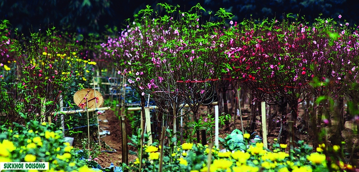 Cô gái Hà thành xúng xính áo dài “đọ sắc” bên vườn đào Nhật Tân - Ảnh 2. Cô gái Hà thành xúng xính áo dài “đọ sắc” bên vườn đào Nhật Tân - Ảnh 2.