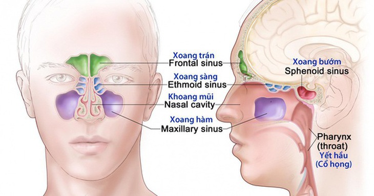 Ung thư xoang mặt: Cách nhận biết, nguyên nhân và những lưu ý - Ảnh 1.