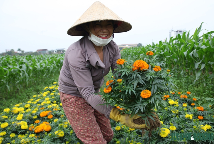 Nghệ An: Làng hoa tất bật, nhộn nhịp vào vụ Tết - Ảnh 3.