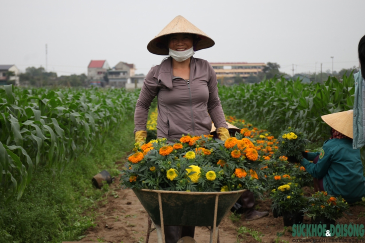 Nghệ An: Làng hoa tất bật, nhộn nhịp vào vụ Tết - Ảnh 5.