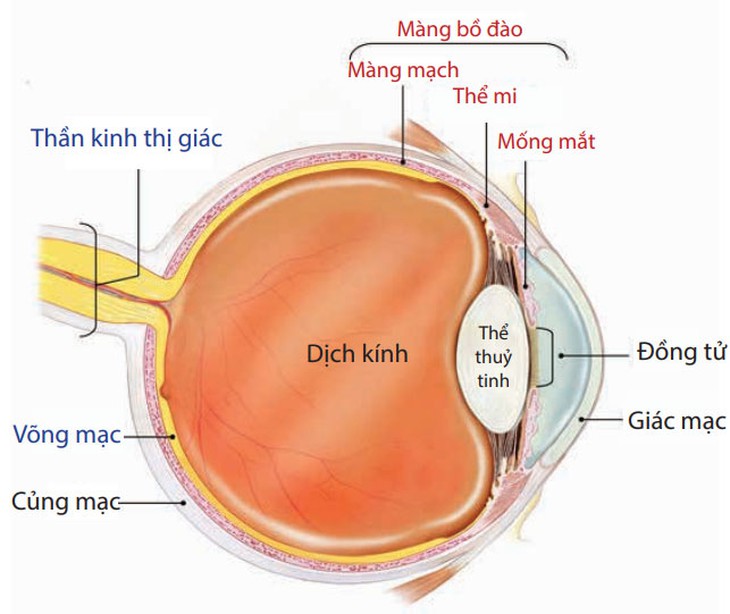 Viêm màng bồ đào cấp ở trẻ em: Nhận biết và một số lưu ý cha mẹ cần biết - Ảnh 2.