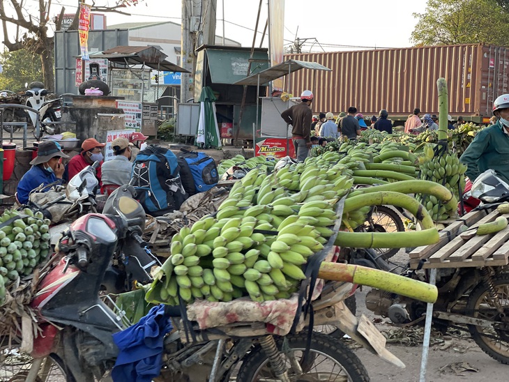 "Thủ phủ" chuối lớn nhất Quảng Trị nhộn nhịp những ngày giáp Tết - Ảnh 1.