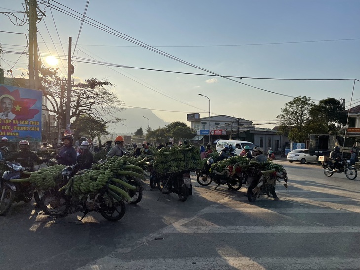 "Thủ phủ" chuối lớn nhất Quảng Trị nhộn nhịp những ngày giáp Tết - Ảnh 2.