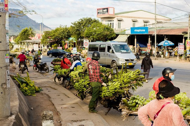"Thủ phủ" chuối lớn nhất Quảng Trị nhộn nhịp những ngày giáp Tết - Ảnh 8.