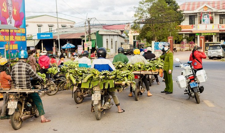 "Thủ phủ" chuối lớn nhất Quảng Trị nhộn nhịp những ngày giáp Tết - Ảnh 5.