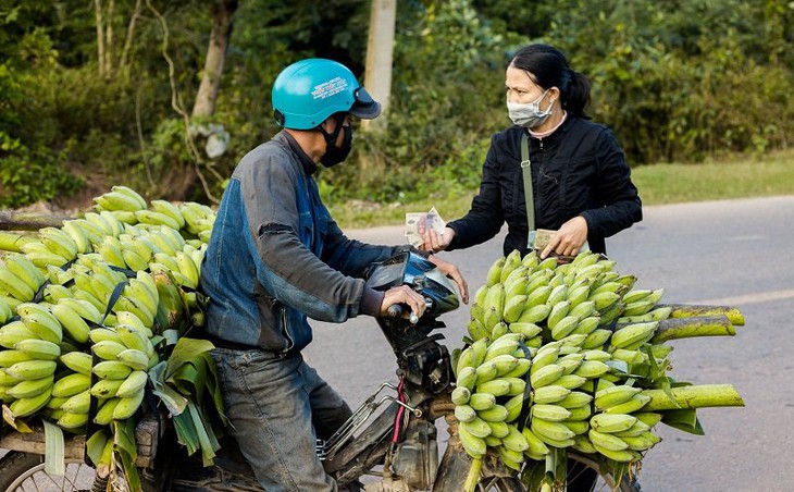 "Thủ phủ" chuối lớn nhất Quảng Trị nhộn nhịp những ngày giáp Tết - Ảnh 6.