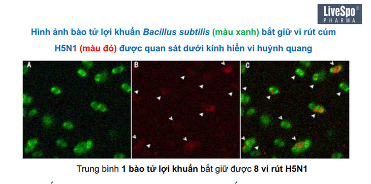 Bào tử lợi khuẩn: Giải pháp mới bảo vệ đường hô hấp - Ảnh 1.