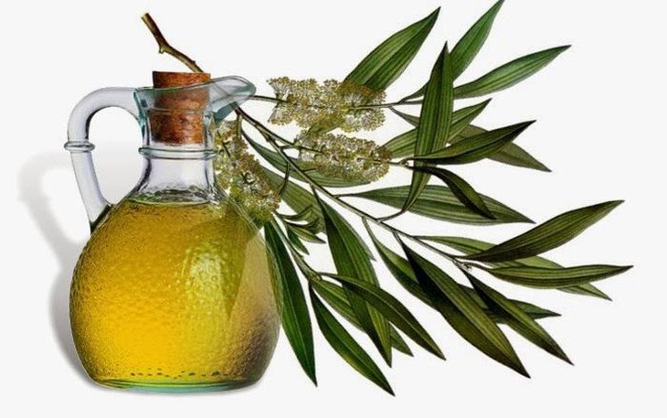 Tinh dầu khuynh diệp kết hợp rất ăn ý với Benzoin, cỏ xạ hương, hoa oải hương, sả, chanh và cây thông. Tinh dầu khuynh diệp kết hợp rất ăn ý với Benzoin, cỏ xạ hương, hoa oải hương, sả, chanh và cây thông.