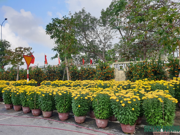 Hoa Tết xuống phố, người bán vừa đợi khách vừa run - Ảnh 1. Hoa Tết xuống phố, người bán vừa đợi khách vừa run - Ảnh 1.