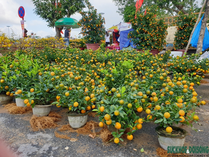 Hoa Tết xuống phố, người bán vừa đợi khách vừa run - Ảnh 8. Hoa Tết xuống phố, người bán vừa đợi khách vừa run - Ảnh 8.