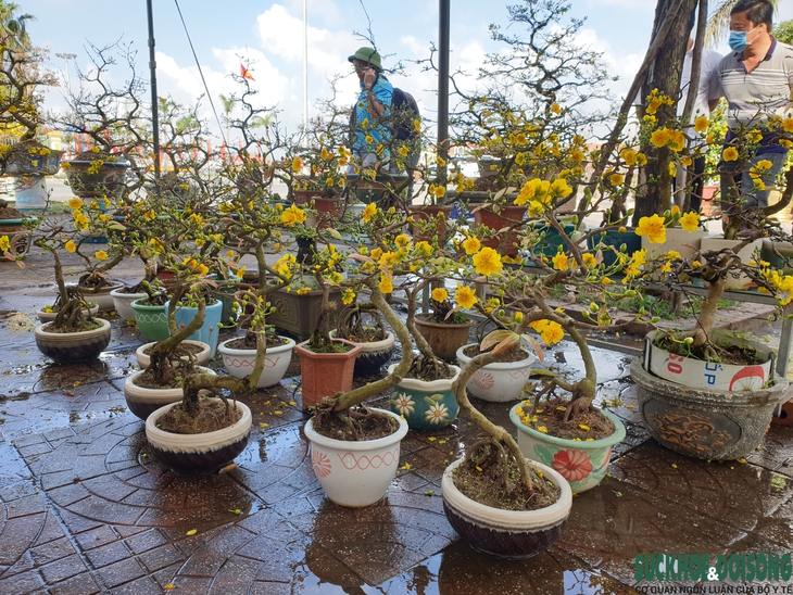 Hoa Tết xuống phố, người bán vừa đợi khách vừa run - Ảnh 7. Hoa Tết xuống phố, người bán vừa đợi khách vừa run - Ảnh 7.