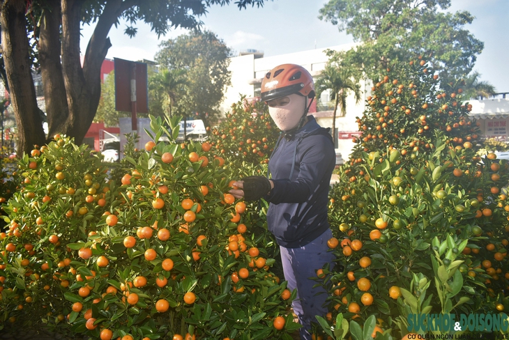 Hoa Tết xuống phố, người bán vừa đợi khách vừa run - Ảnh 5. Hoa Tết xuống phố, người bán vừa đợi khách vừa run - Ảnh 5.