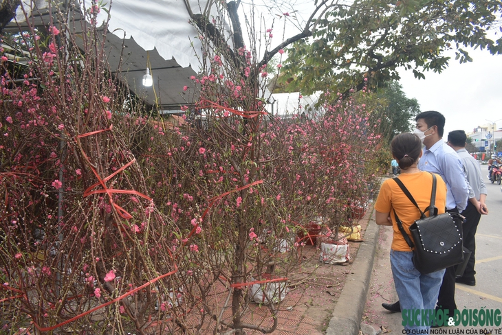 Hoa Tết xuống phố, người bán vừa đợi khách vừa run - Ảnh 14. Hoa Tết xuống phố, người bán vừa đợi khách vừa run - Ảnh 14.