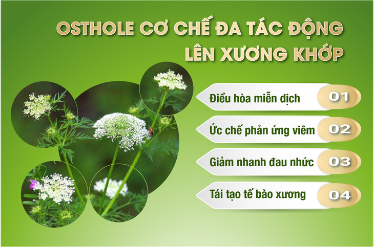 "Hoạt chất vàng" cho người viêm khớp, thoái hóa khớp  - Ảnh 1.