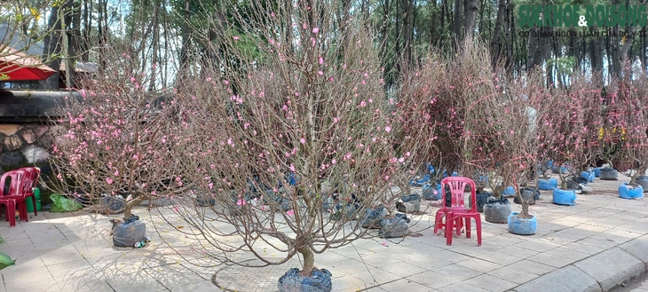 Cận cảnh cây mai được 'hét' giá hàng tỉ đồng tại chợ hoa xuân ở Huế - Ảnh 9.