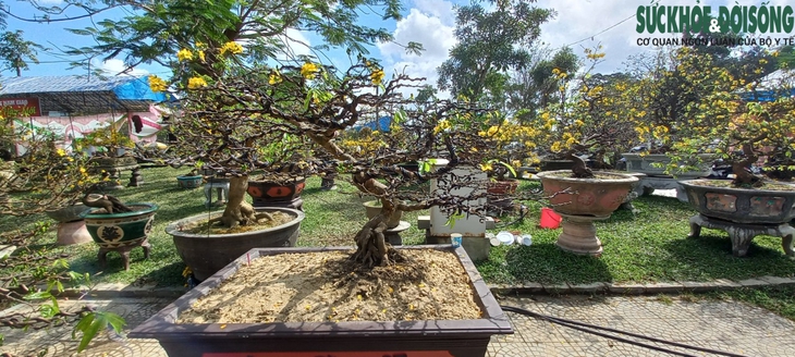 Cận cảnh cây mai được 'hét' giá hàng tỉ đồng tại chợ hoa xuân ở Huế - Ảnh 2.