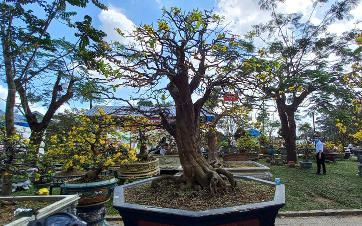 Cận cảnh cây mai được 