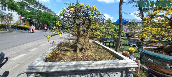 Cận cảnh cây mai được 'hét' giá hàng tỉ đồng tại chợ hoa xuân ở Huế - Ảnh 6.
