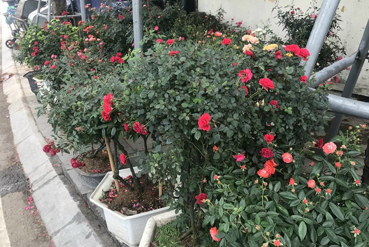 Sắc Tết rực rỡ, náo nhiệt tại “đường hoa” qui mô nhất Hà Nội - Ảnh 6.