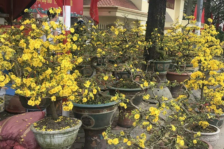 Sắc Tết rực rỡ, náo nhiệt tại “đường hoa” qui mô nhất Hà Nội - Ảnh 4.