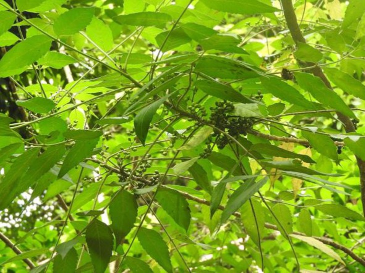 Xoan rừng - vị thuốc chữa kiết lỵ hay dùng - Ảnh 2. Xoan rừng - vị thuốc chữa kiết lỵ hay dùng - Ảnh 2.